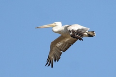 Pelecanus crispus