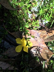 Hibbertia procumbens