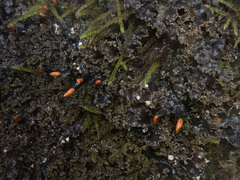 Peltigera pacifica