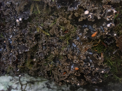 Peltigera pacifica