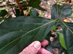 Archidendron vaillantii