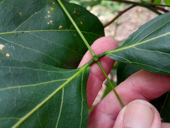 Archidendron vaillantii