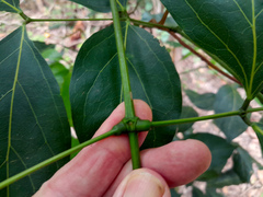 Archidendron vaillantii