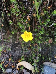 Hibbertia procumbens