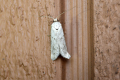 Philobota thiocrossa