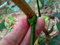 Archidendron vaillantii