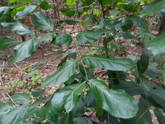 Archidendron vaillantii