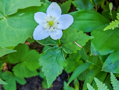 Anemonastrum deltoideum