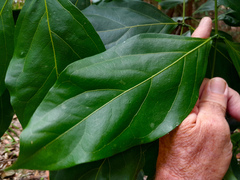 Archidendron vaillantii