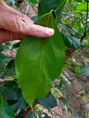 Archidendron vaillantii