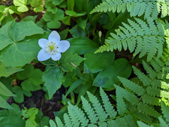 Anemonastrum deltoideum