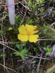 Hibbertia procumbens