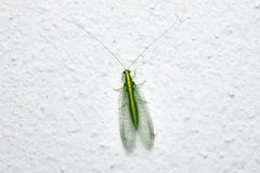 Mallada basalis