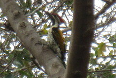 Dinopium benghalense