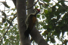 Dinopium benghalense