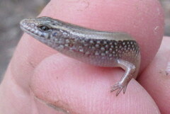 Riopa albopunctata