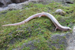 Riopa albopunctata