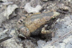 Microhyla nilphamariensis