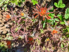 Castilleja hispida hispida