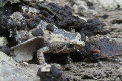 Microhyla nilphamariensis