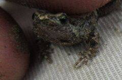 Microhyla nilphamariensis