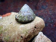 Bembicium auratum