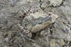 Microhyla nilphamariensis