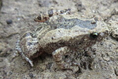 Microhyla nilphamariensis