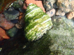 Austrocochlea constricta