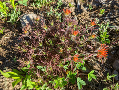 Castilleja hispida hispida