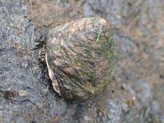 Bembicium auratum