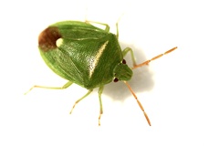Ocirrhoe unimaculata