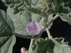 Sphaeralcea axillaris