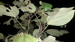 Nesoecia insignis