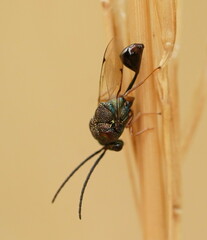 Eucharitidae