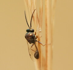 Eucharitidae