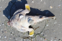 Ogcocephalidae