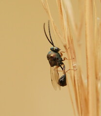Eucharitidae