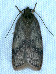 Oligoloba severa