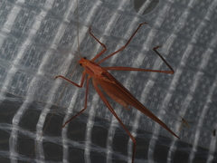 Polichne