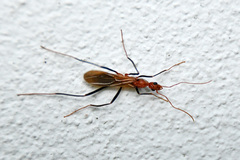 Leptomyrmex