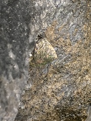 Bembicium auratum