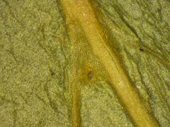 Psydrax pendulina