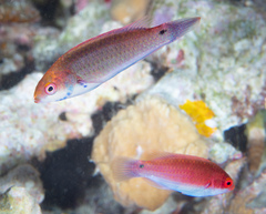 Cirrhilabrus aquamarinus