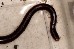 Typhlopidae