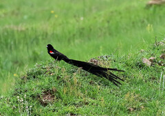 Euplectes progne