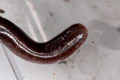 Typhlopidae