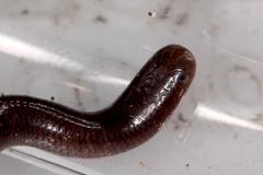 Typhlopidae