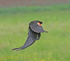 Euplectes progne