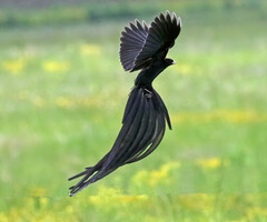 Euplectes progne
